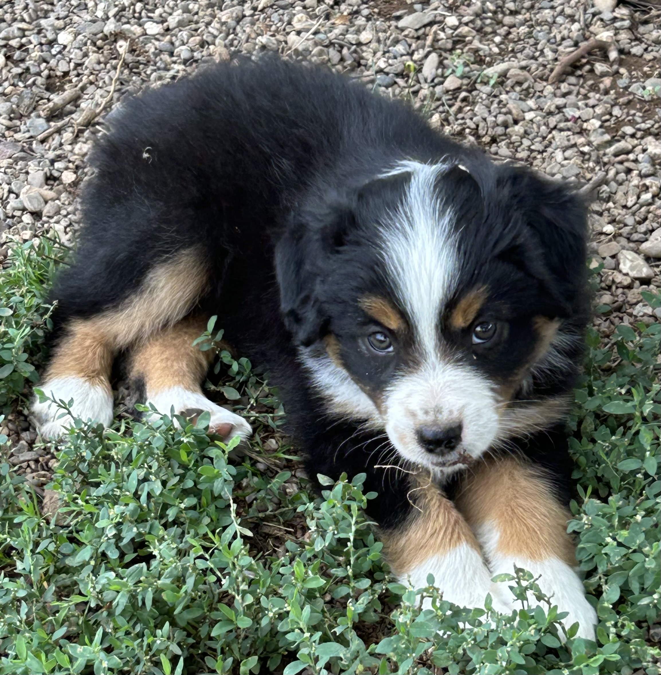 7 weeks