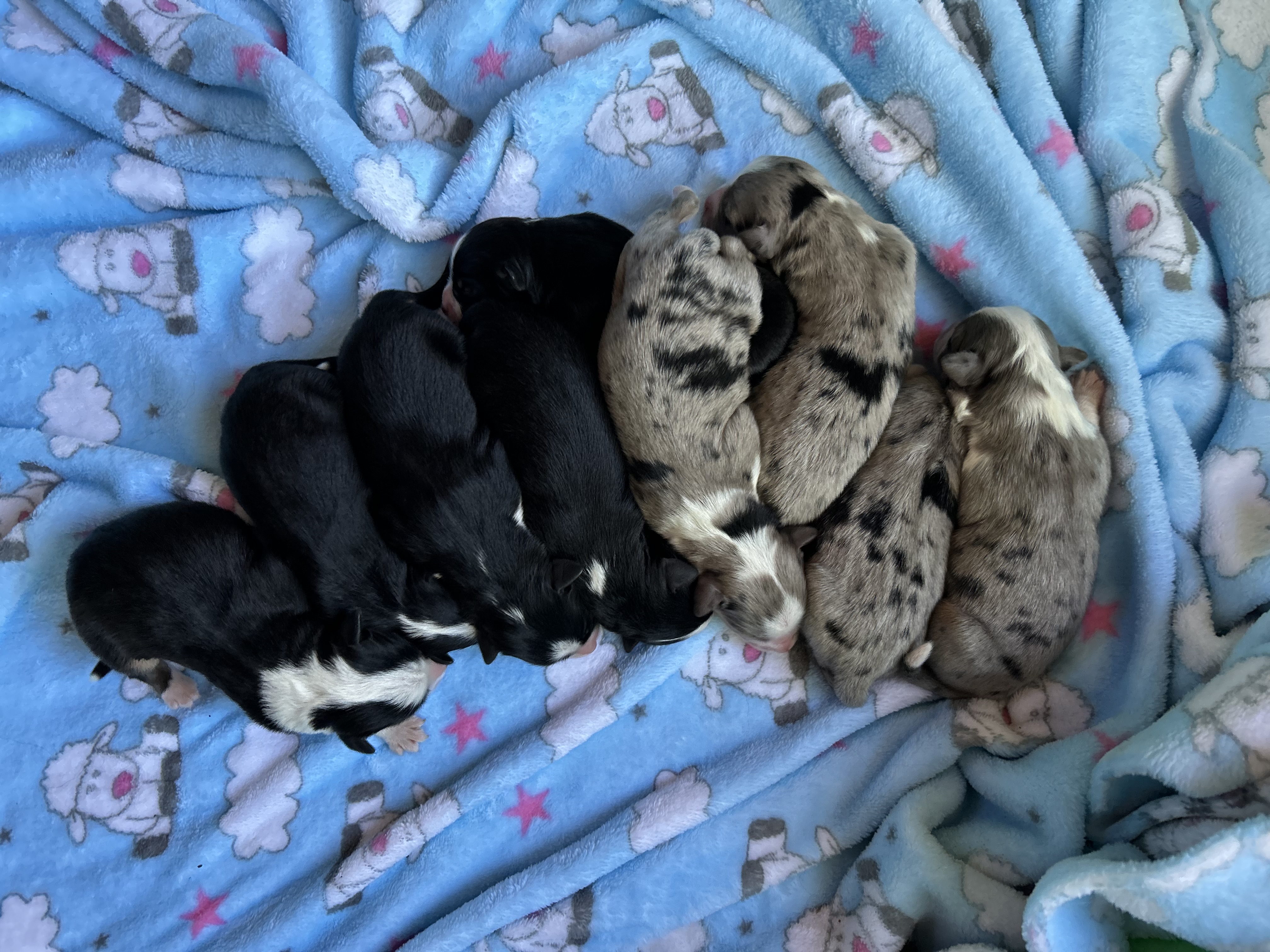 There really are 9 in there!