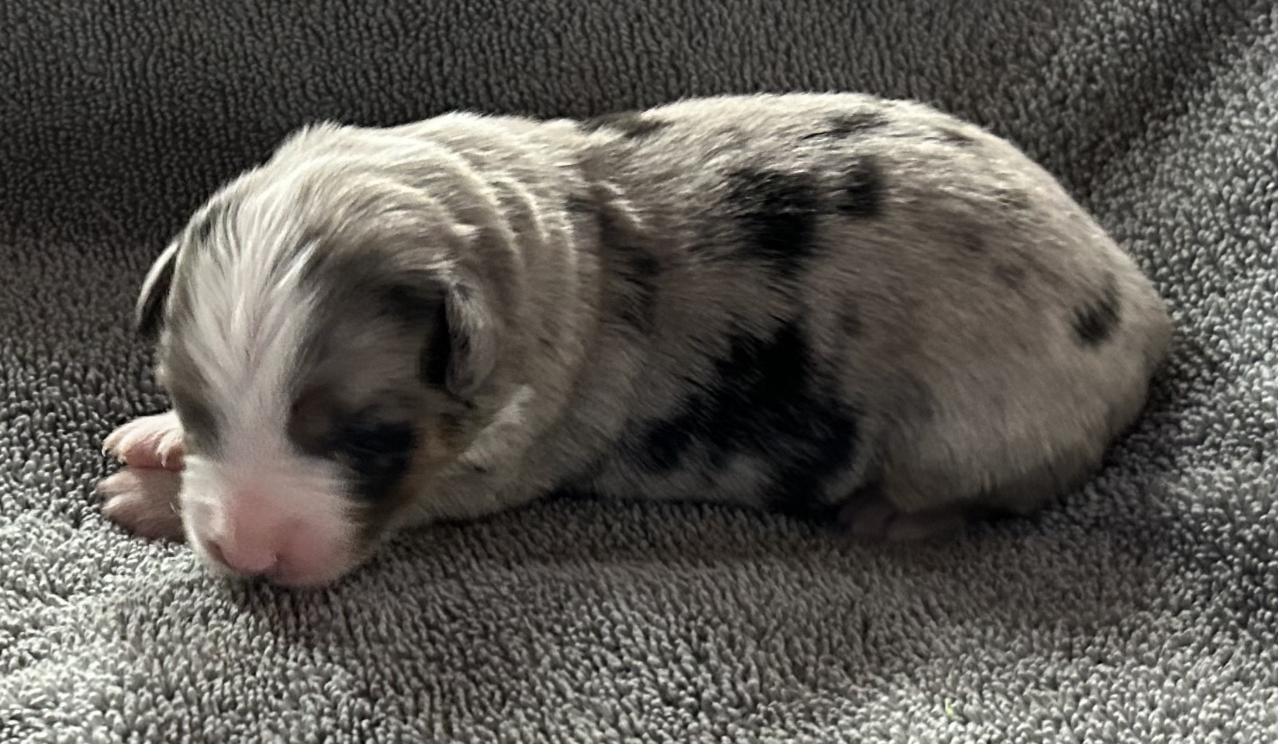 1 week old