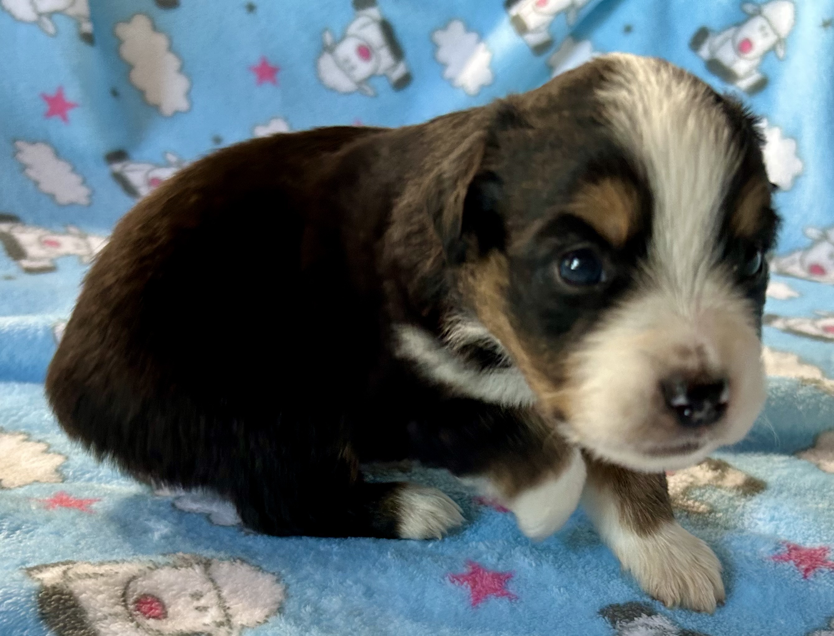 3 weeks old