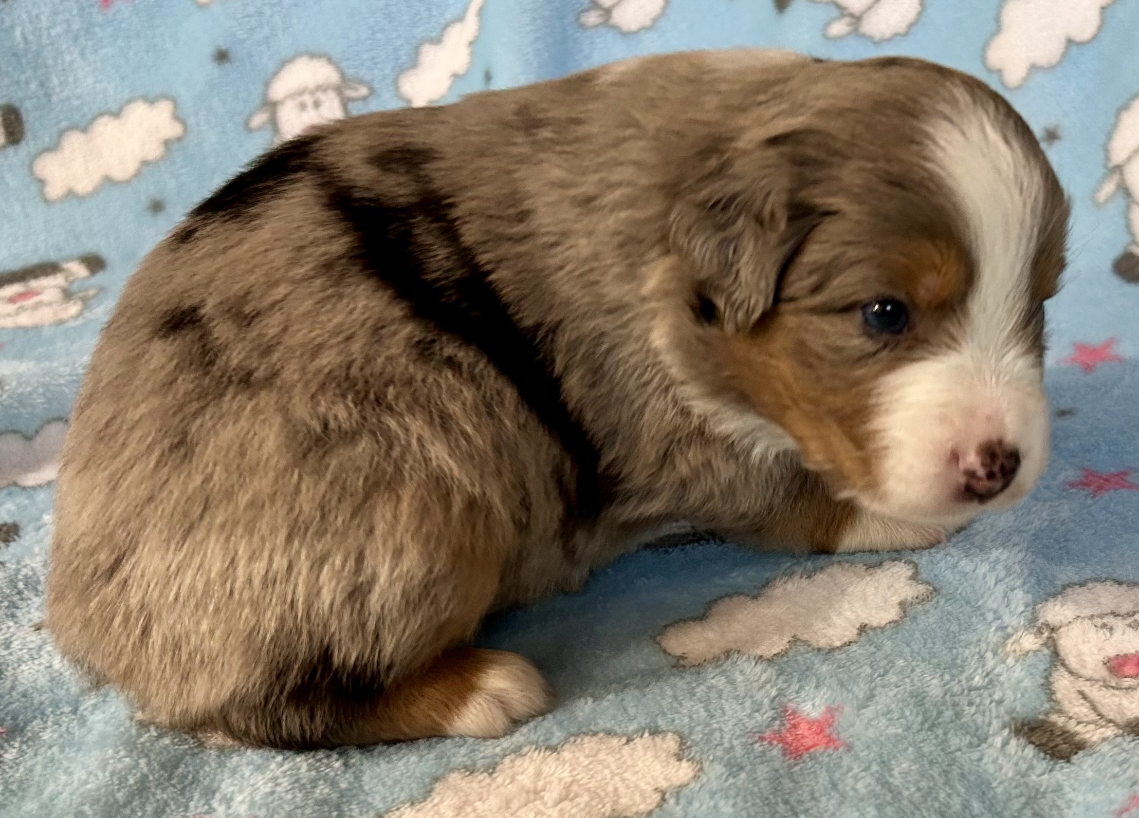3 weeks old