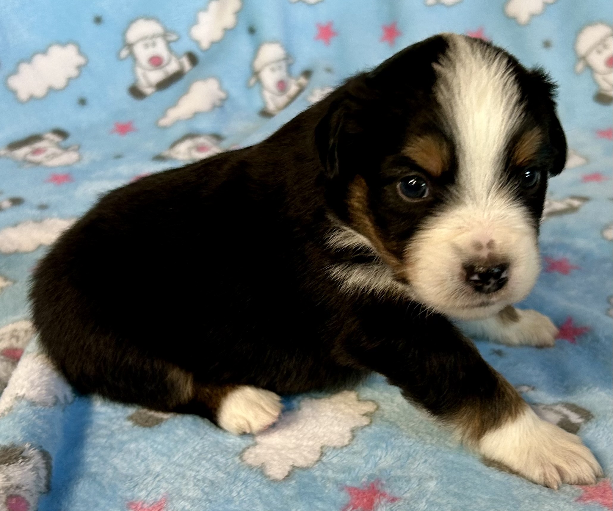 3 weeks old