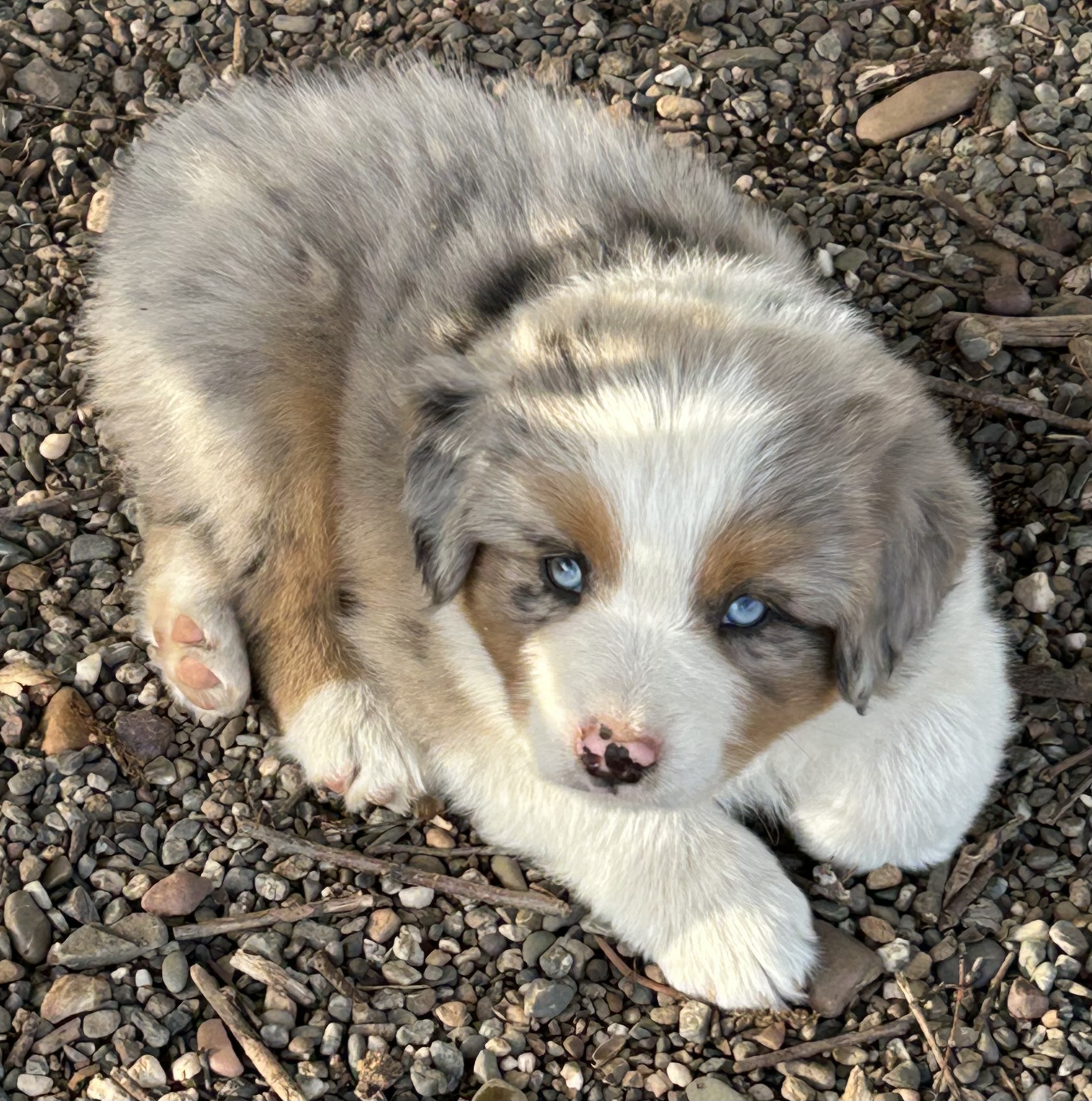 7 weeks