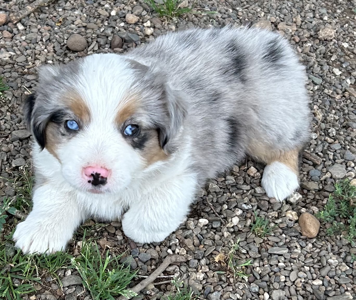 7 weeks