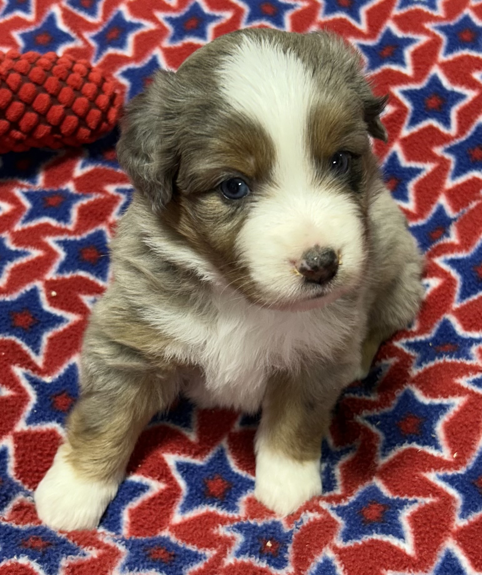 4 weeks old