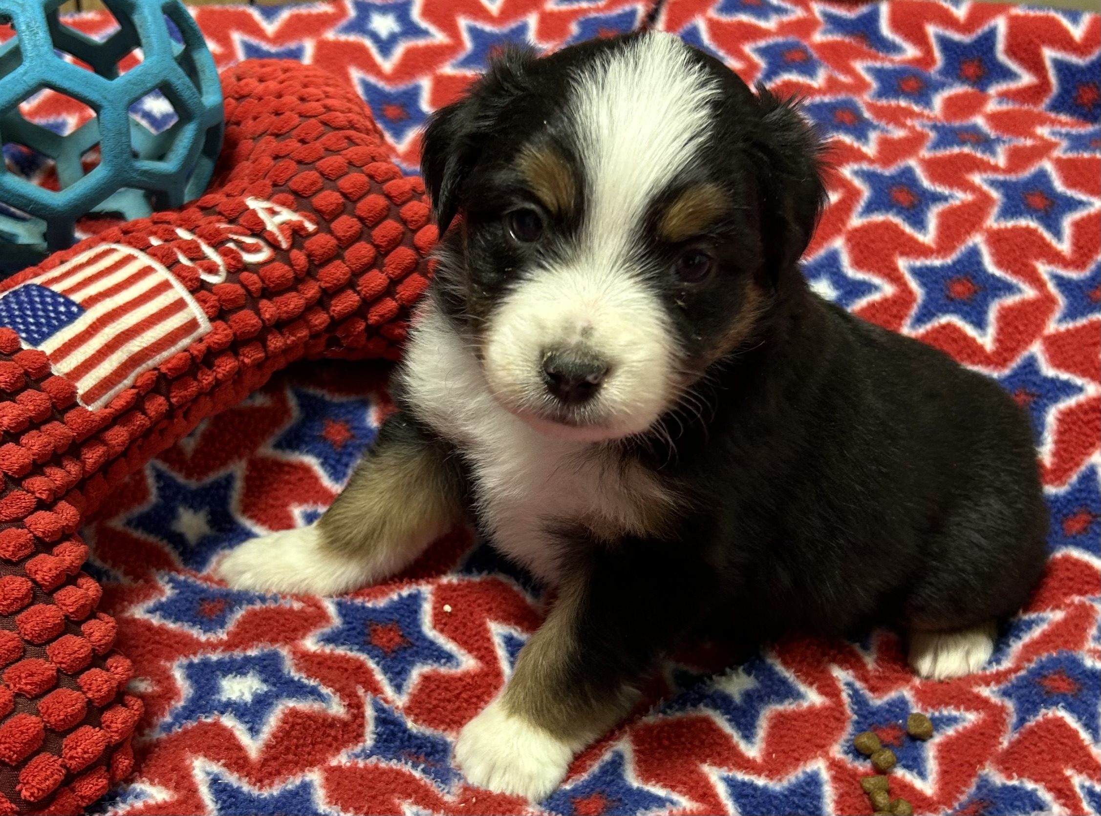 4 weeks old