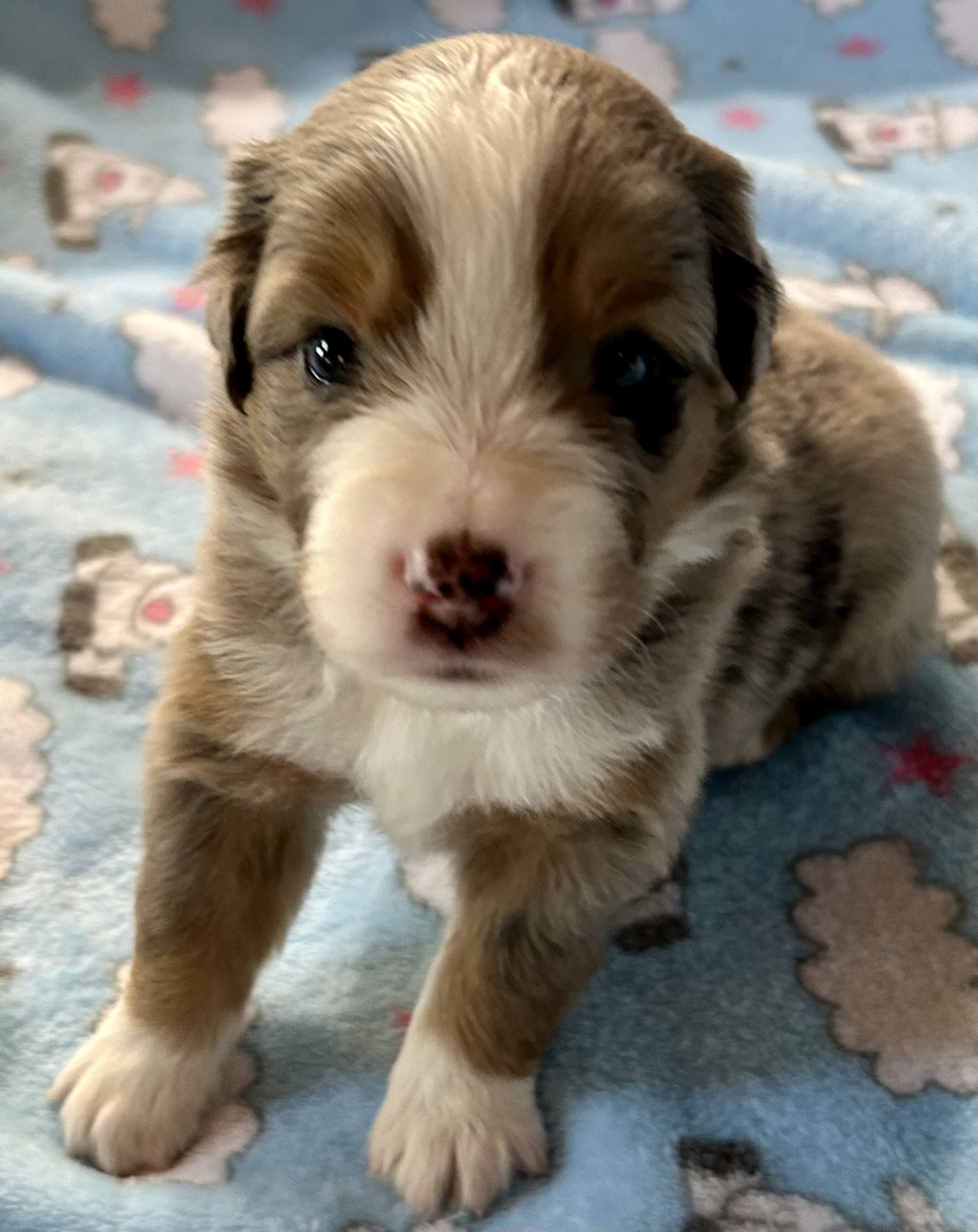 3 weeks old
