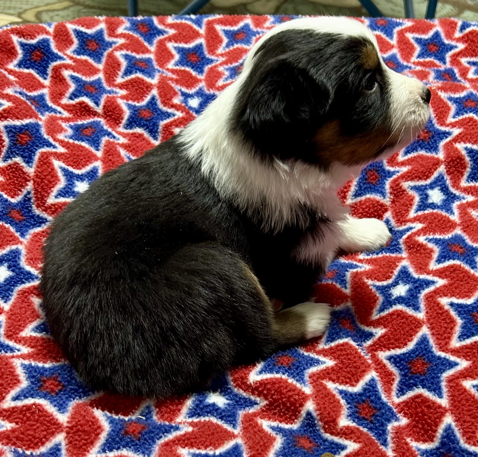 4 weeks old