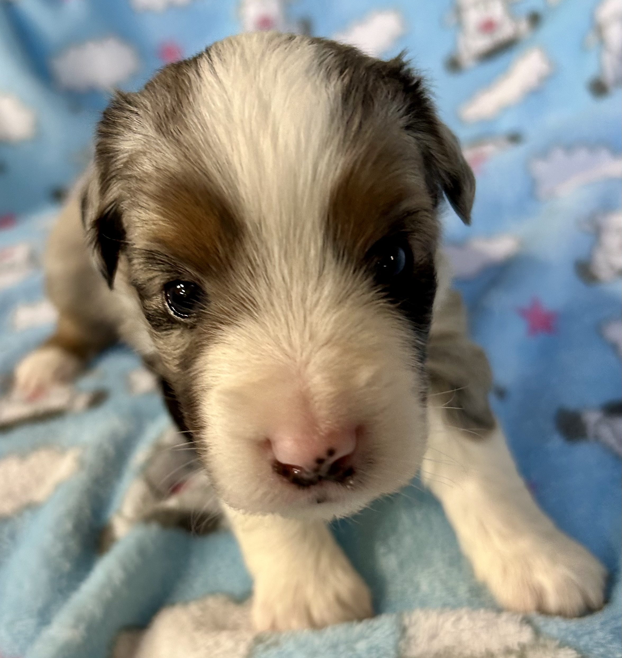 3 weeks old