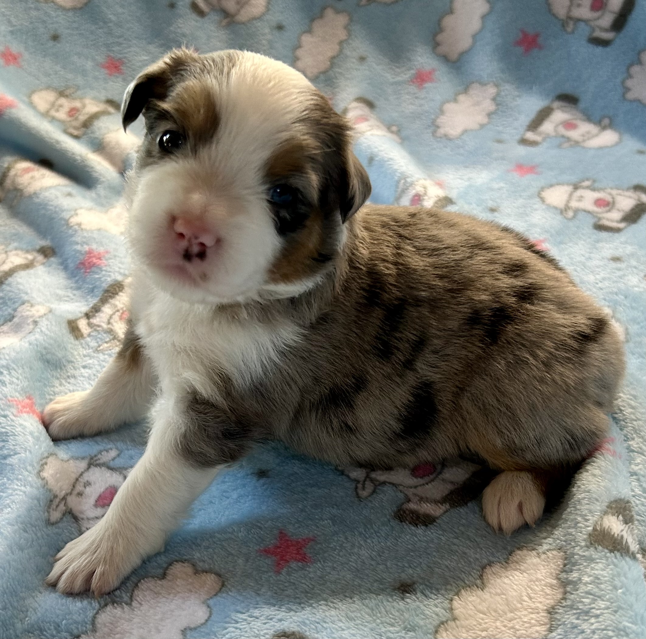 3 weeks old
