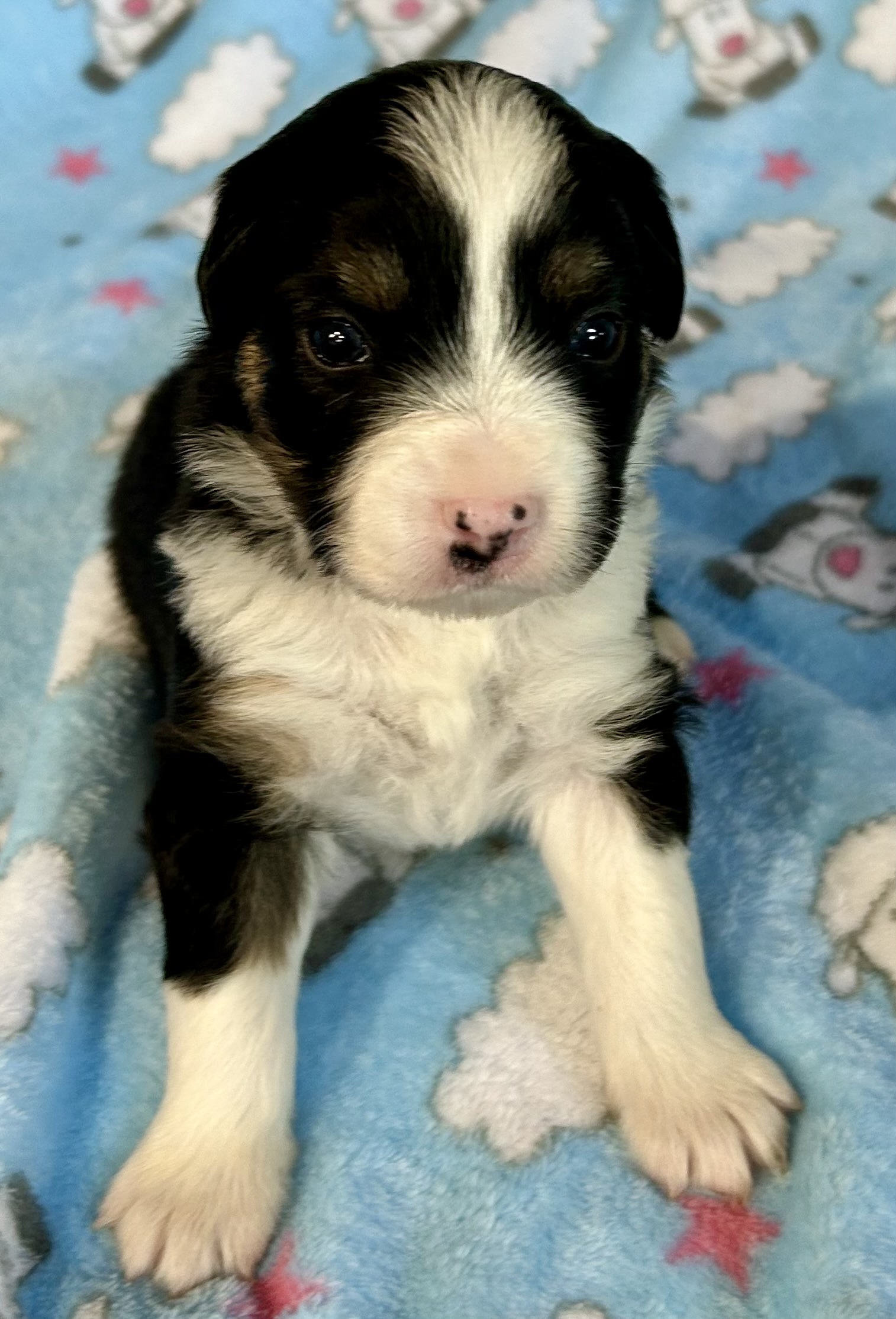 3 weeks old
