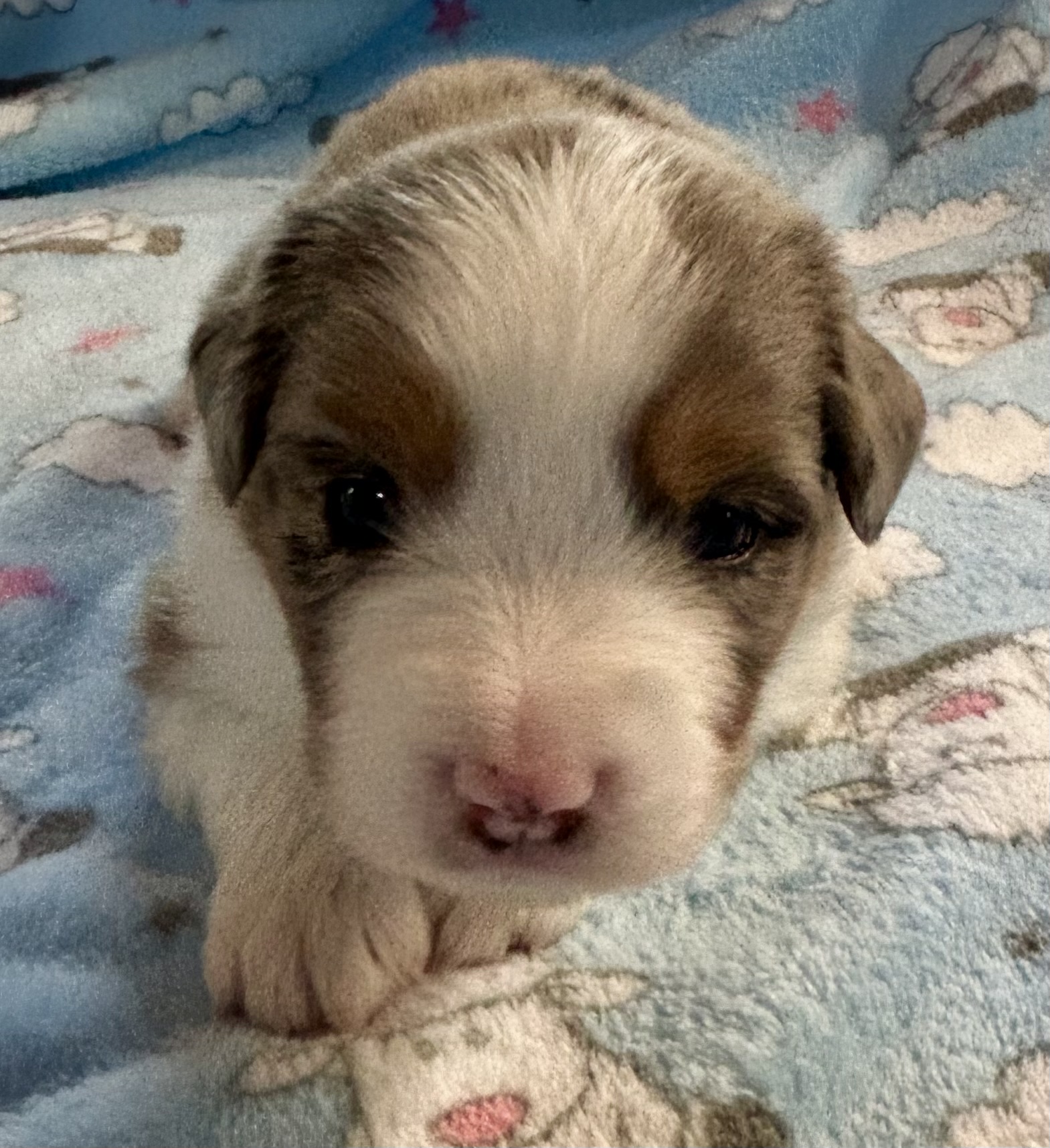 3 weeks old