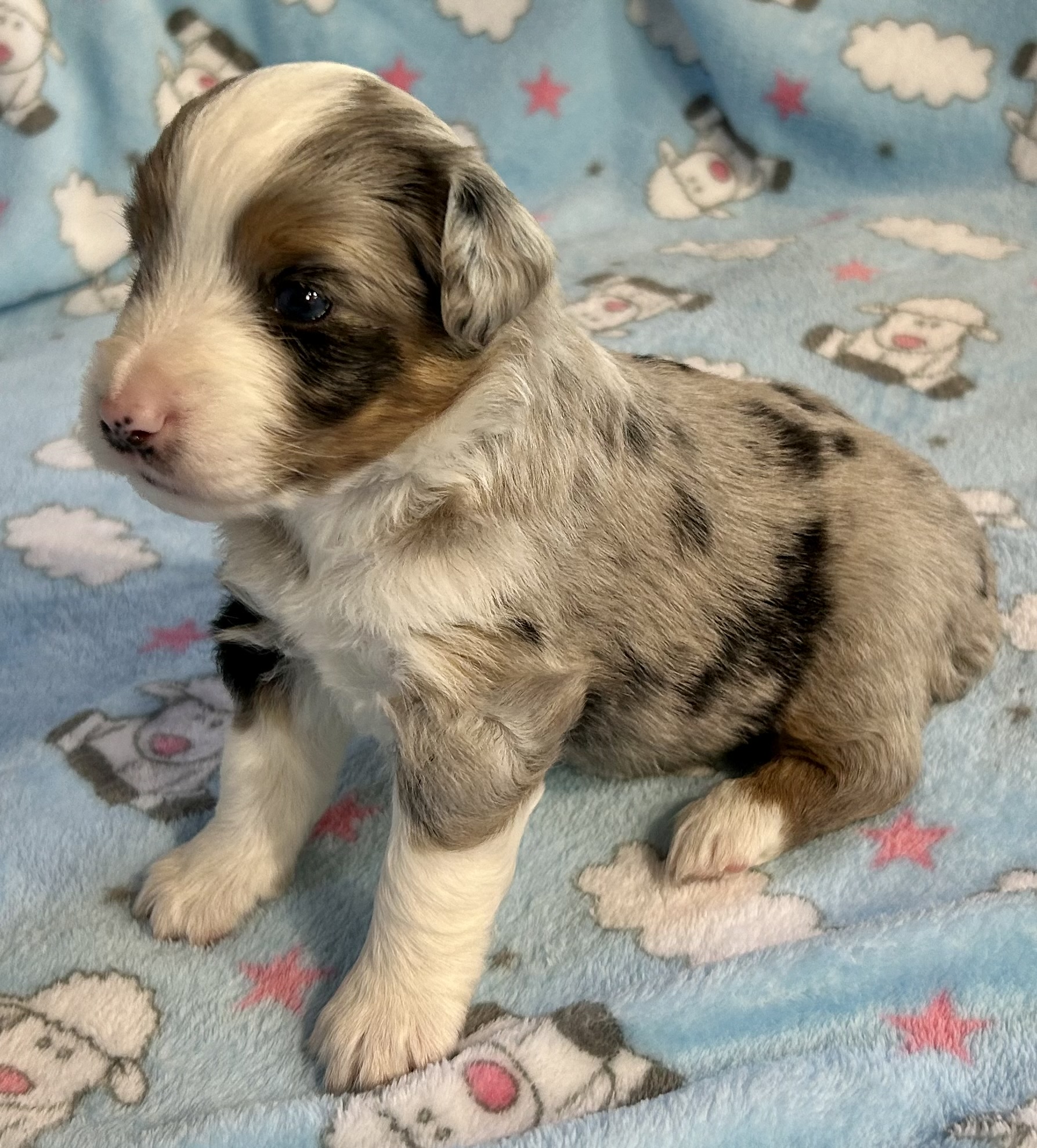 3 weeks old