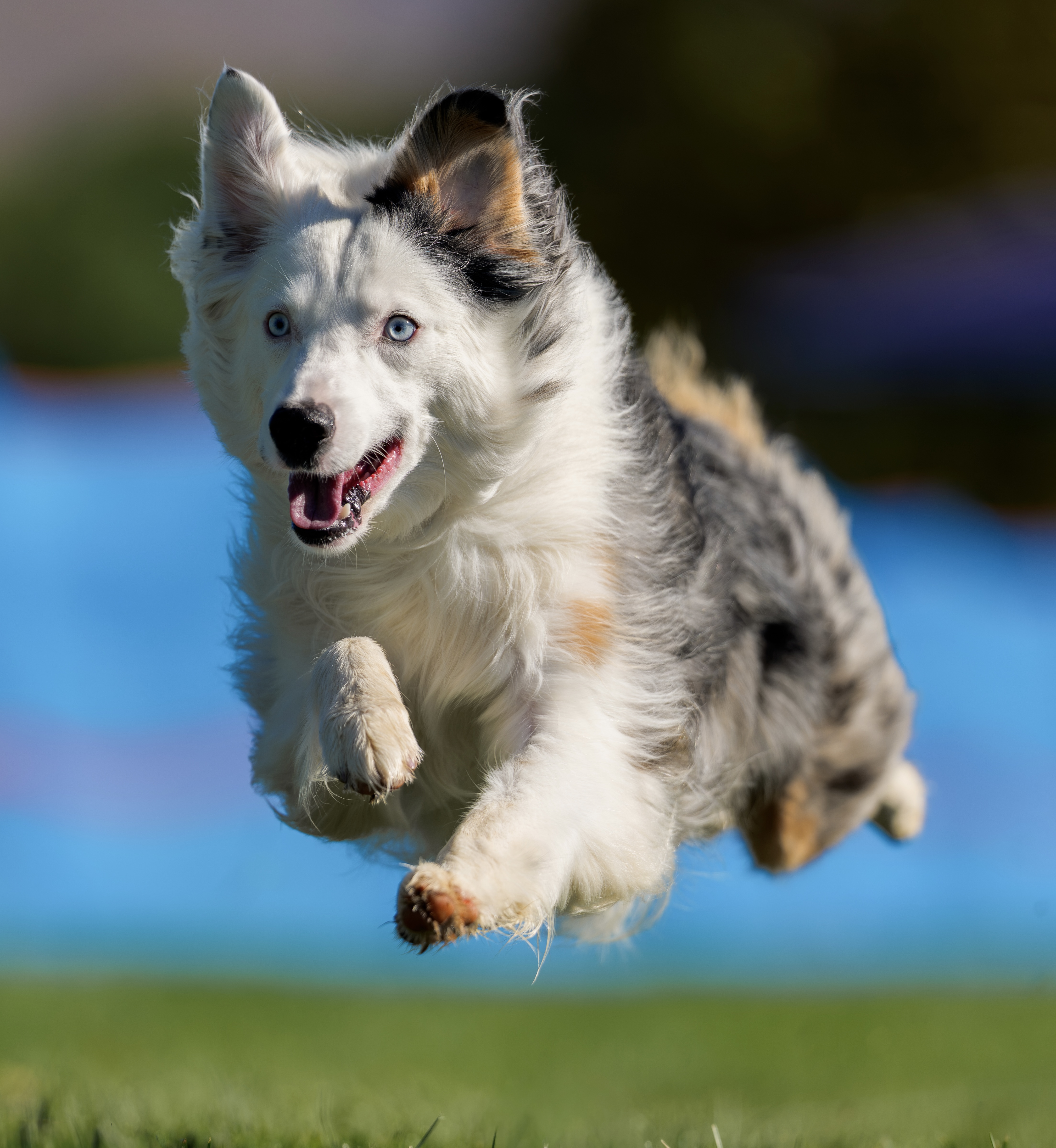 Dog Dash!