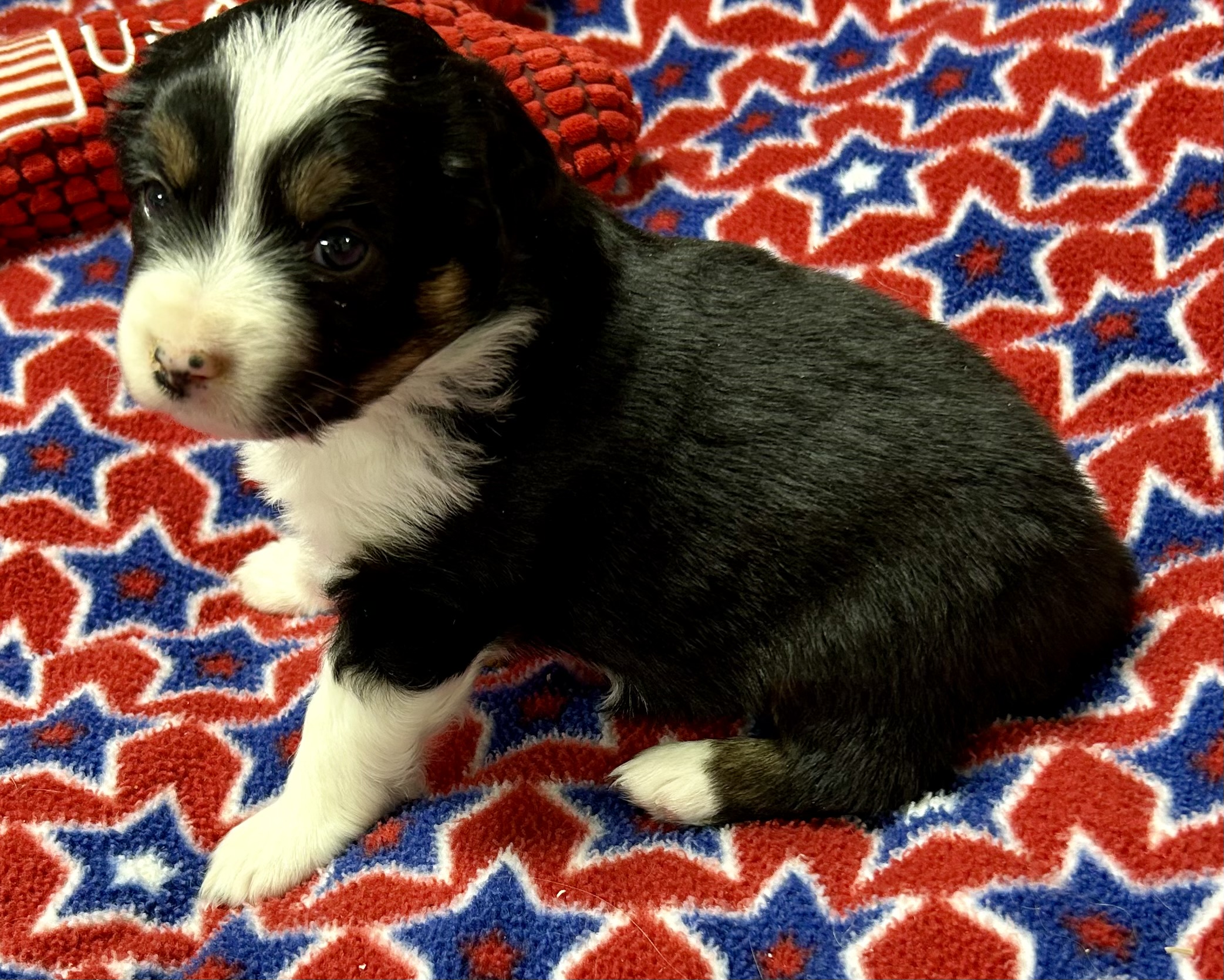 4 weeks old