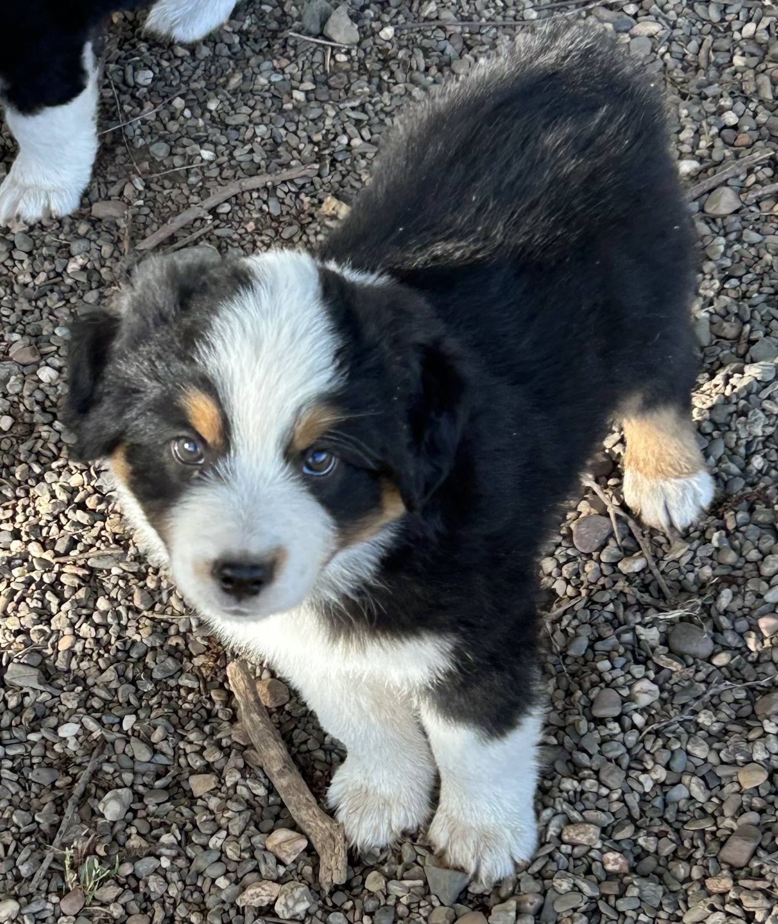 7 weeks